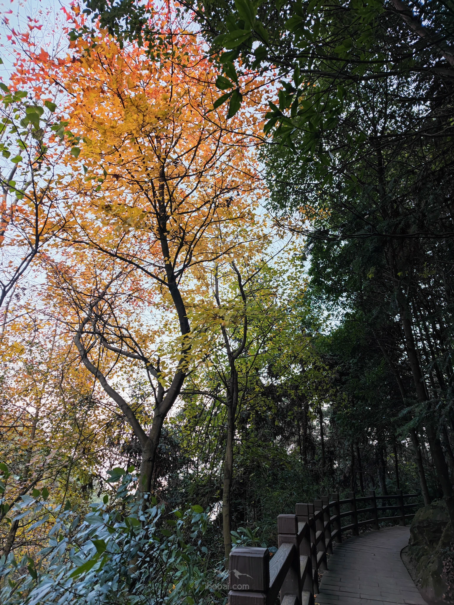 图片[21]-枫香树,秋之树-自然分享