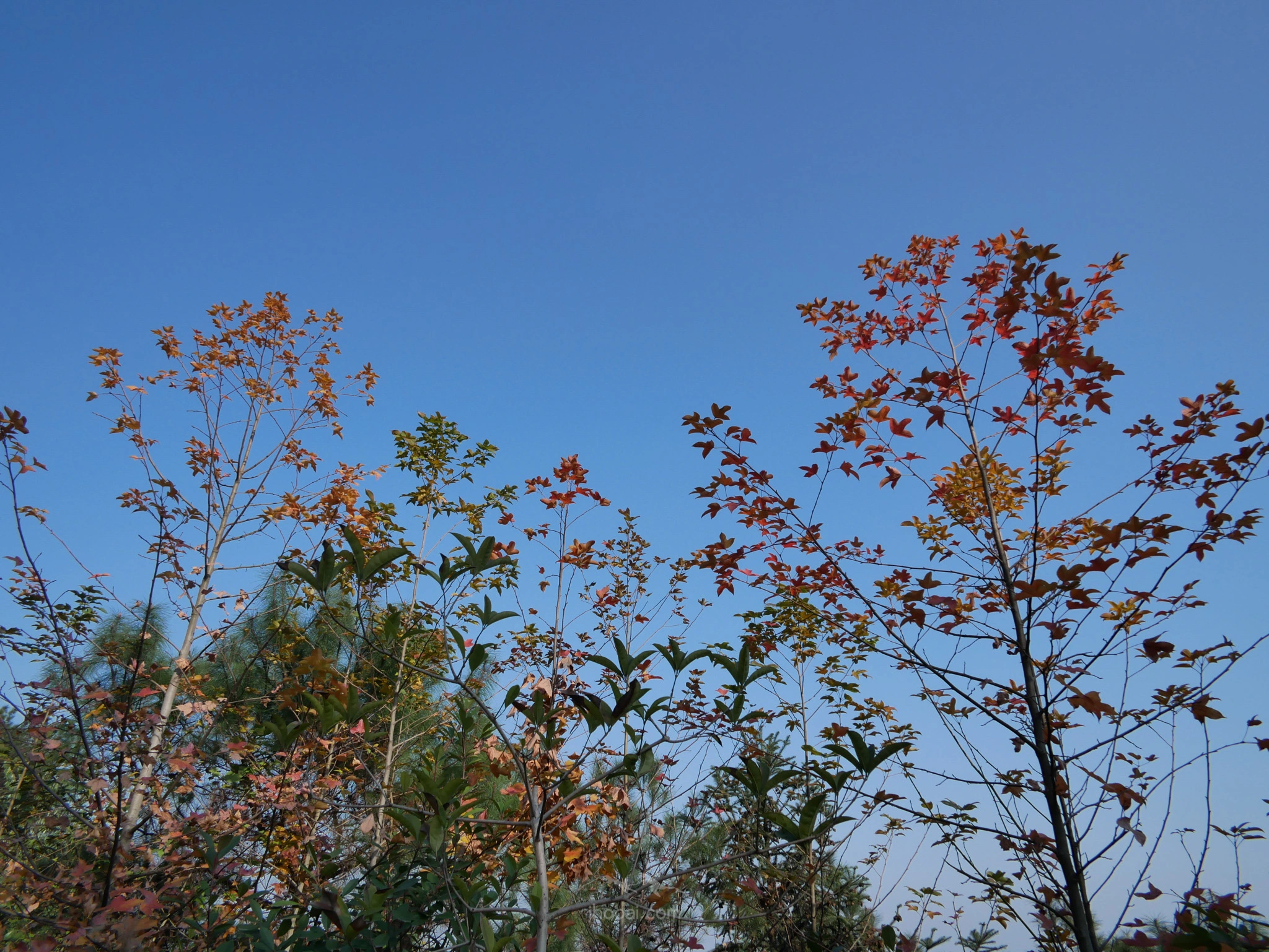 图片[1]-枫香树,秋之树-自然分享