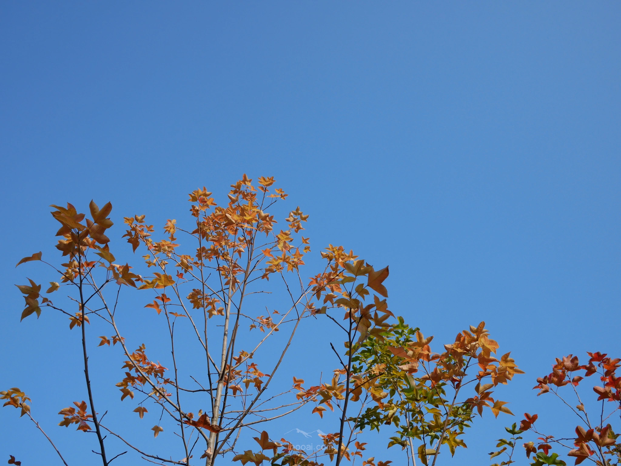 图片[2]-枫香树,秋之树-自然分享