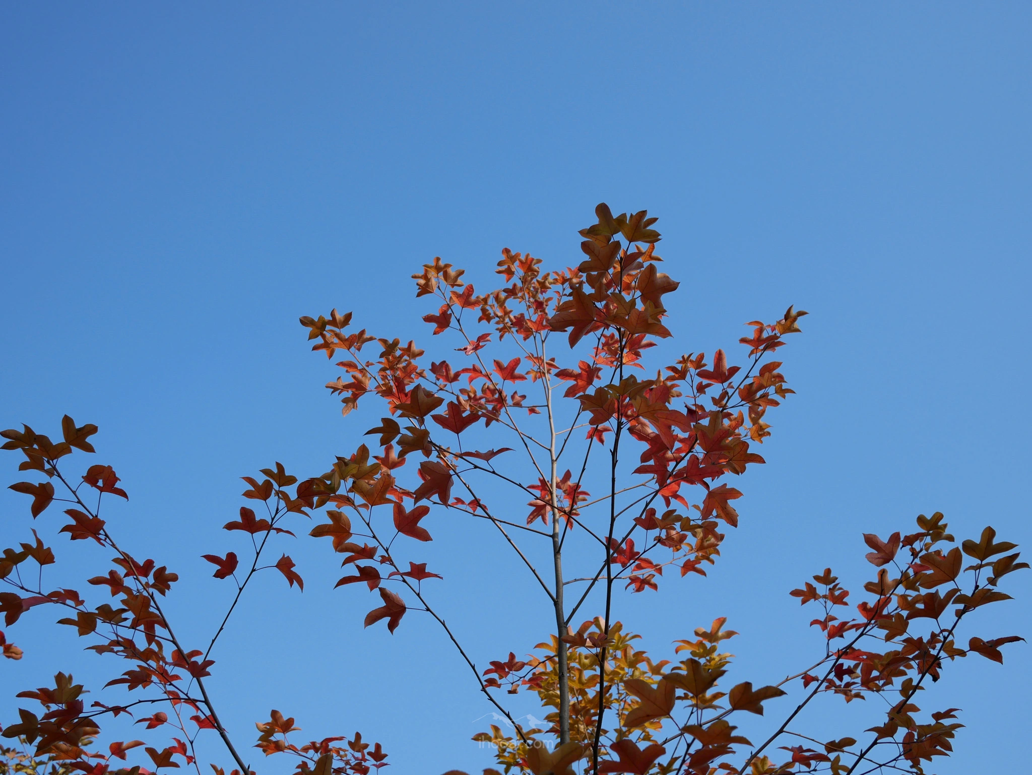 图片[3]-枫香树,秋之树-自然分享