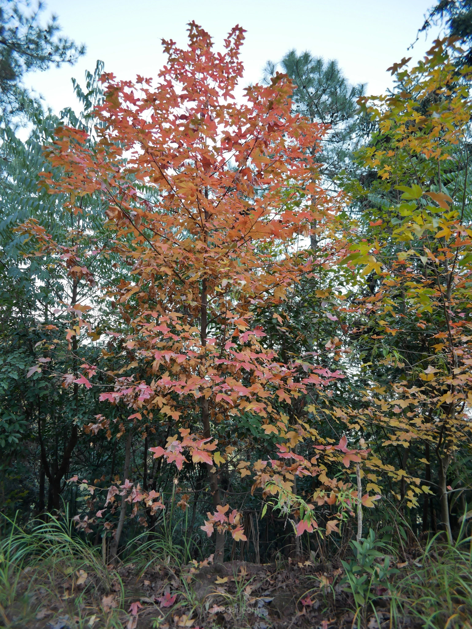 图片[7]-枫香树,秋之树-自然分享