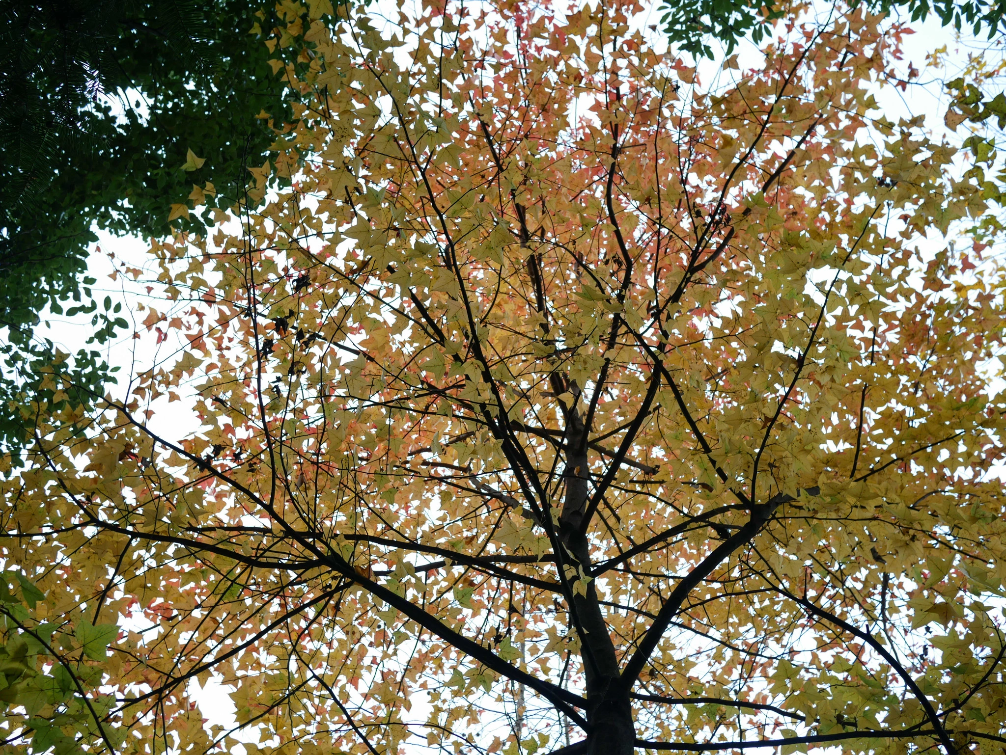 图片[19]-枫香树,秋之树-自然分享