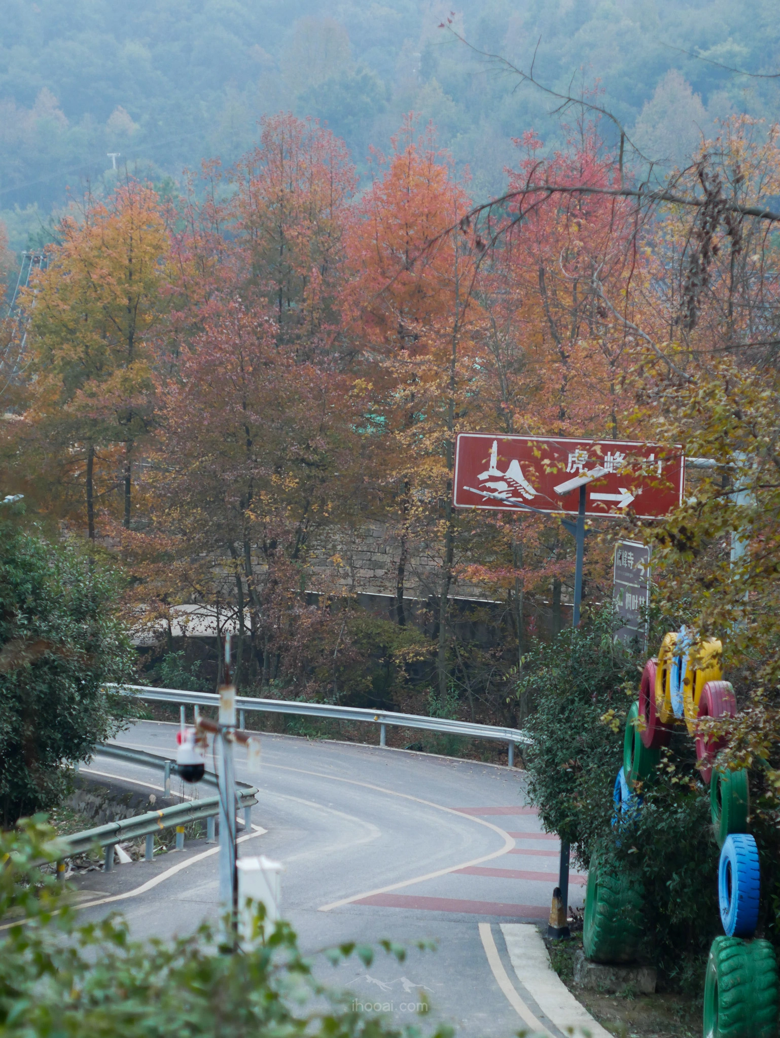 图片[26]-虎峰山 枫香树-自然分享