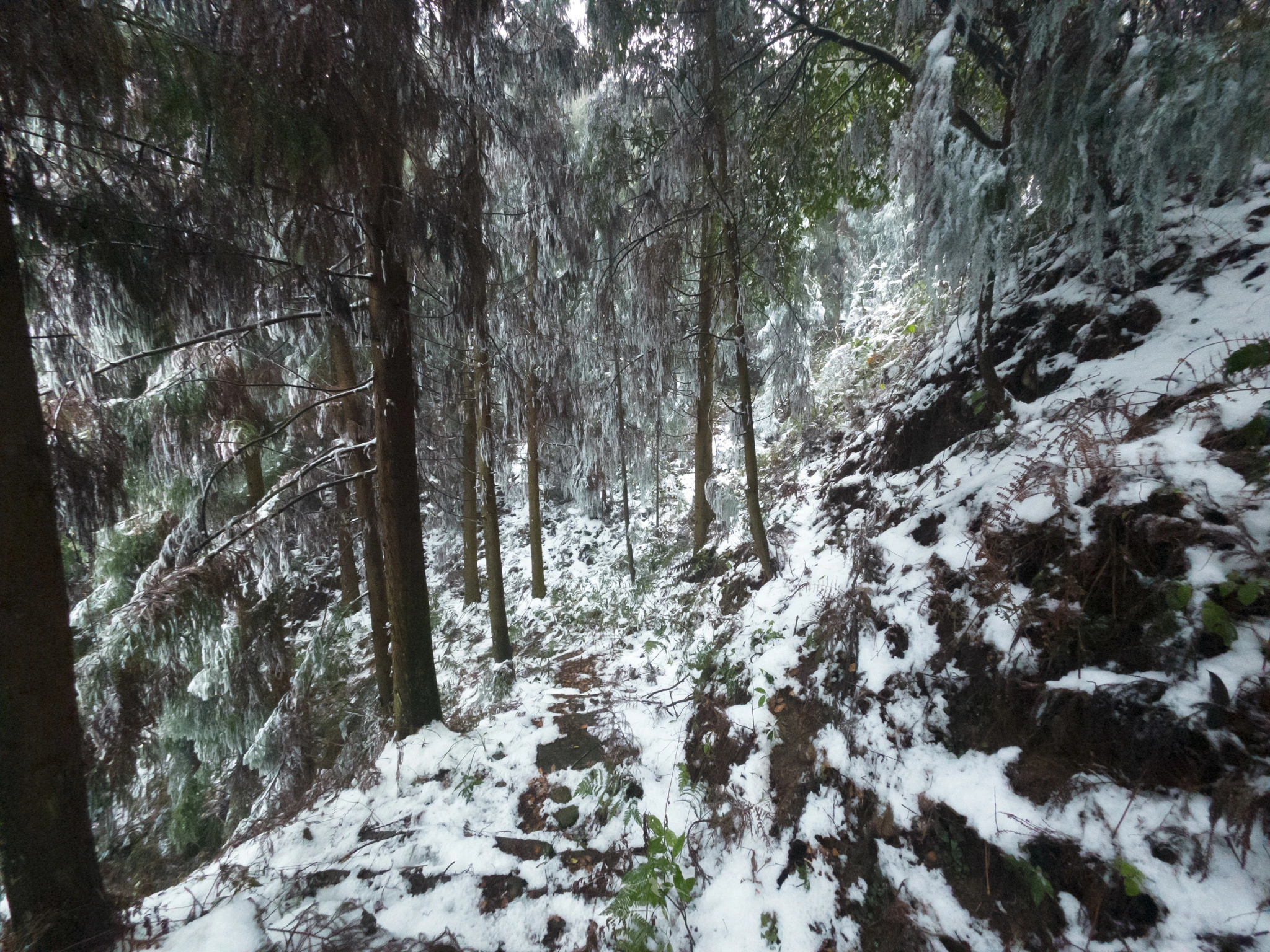 图片[28]-青峰山上听雪化的声音-自然分享