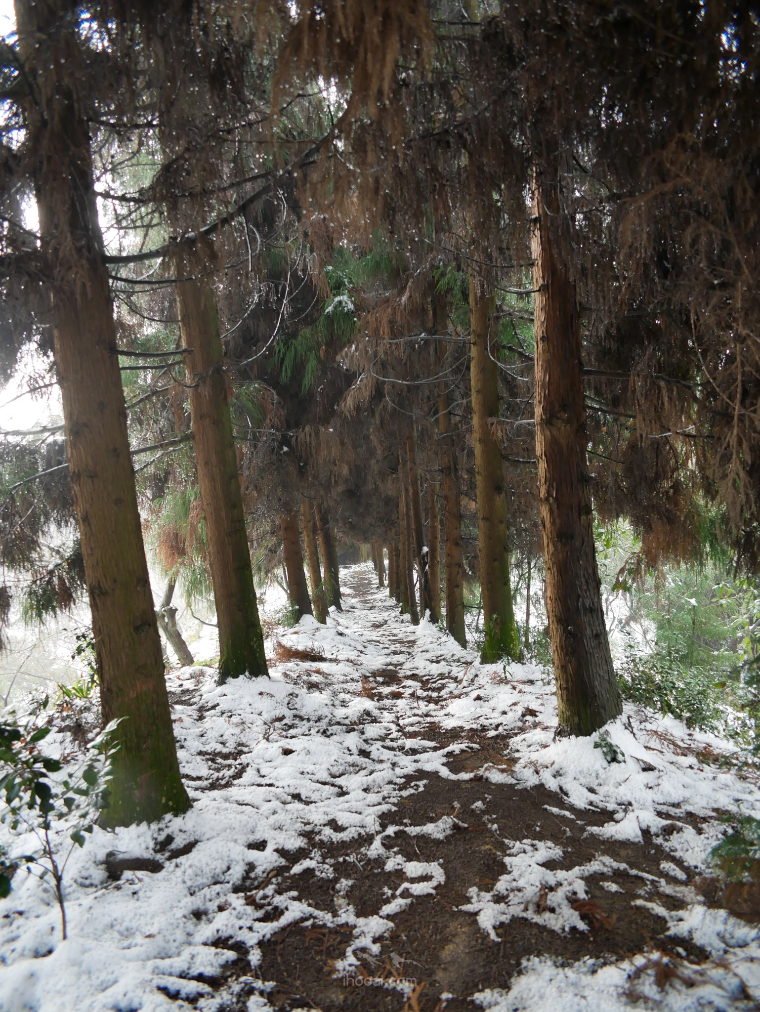 图片[2]-青峰山上听雪化的声音-自然分享