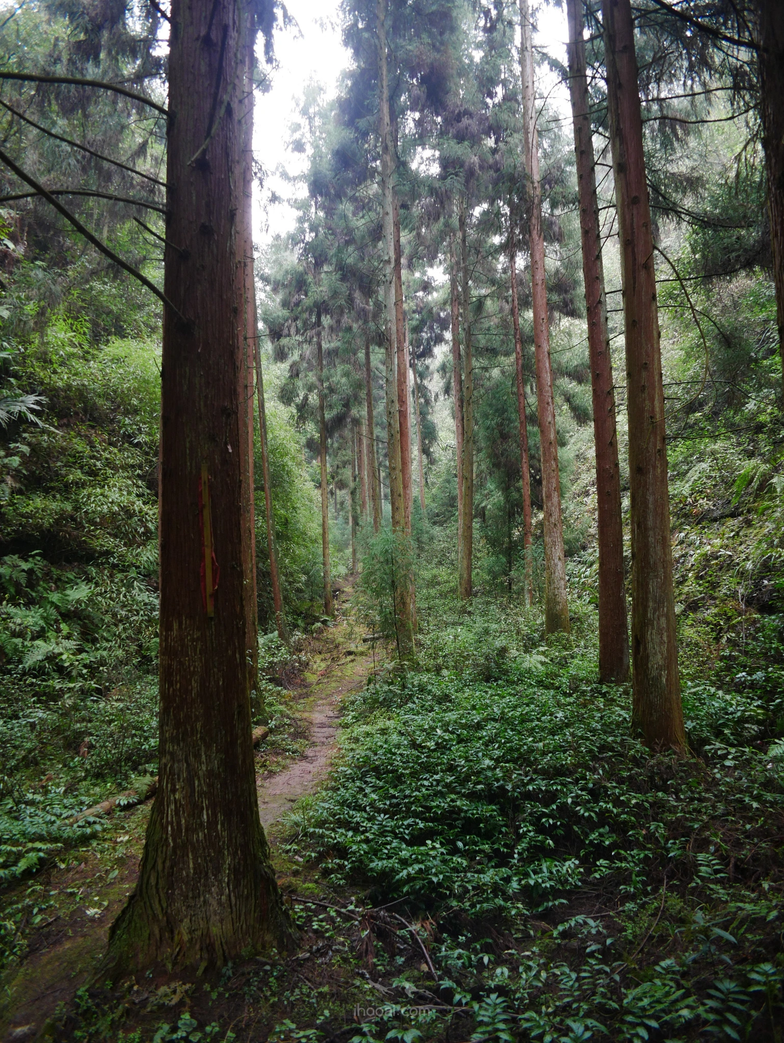 图片[113]-大圆洞国家森林公园徒步-自然分享