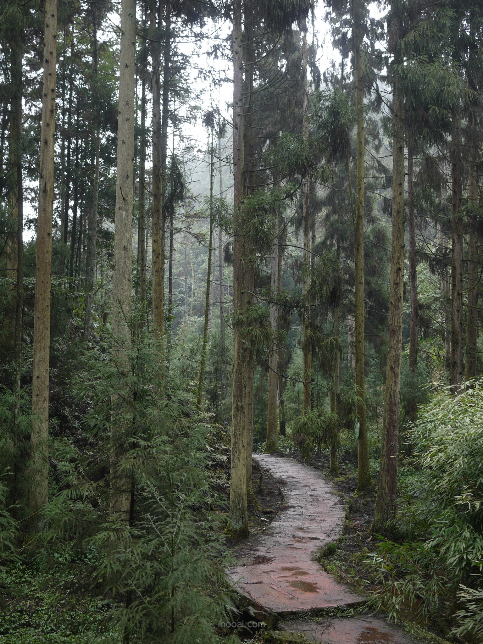 图片[76]-大圆洞国家森林公园徒步-自然分享