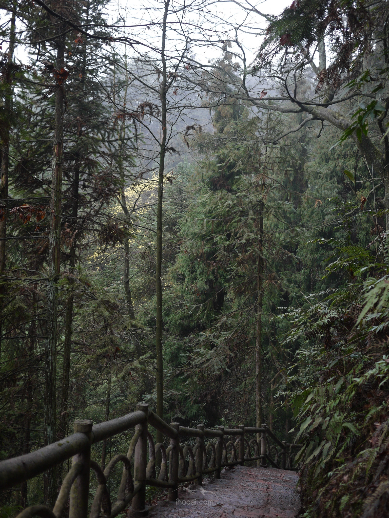 图片[85]-大圆洞国家森林公园徒步-自然分享